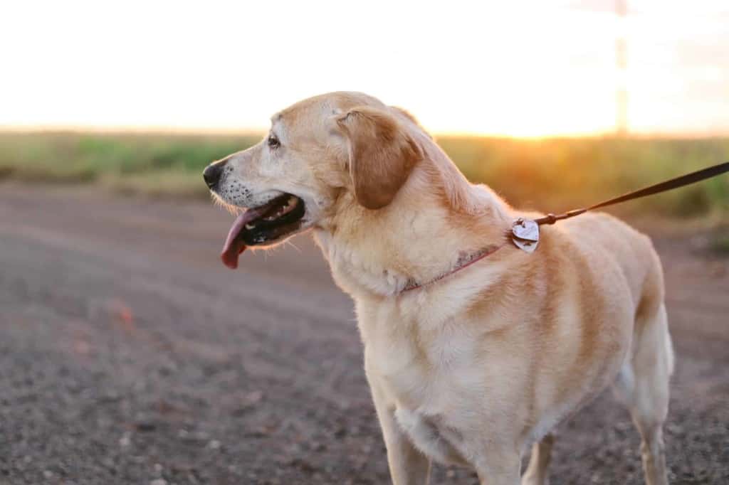 yellow lab looking into the distance on wide trail at sunset