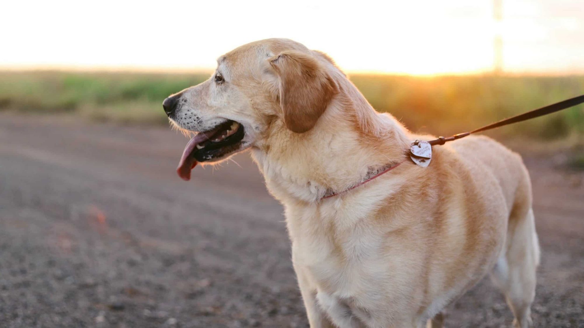 yellow lab looking into the distance on wide trail at sunset