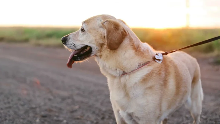 Image from Put paws to GGNRA paths in San Mateo County on DogTrekker