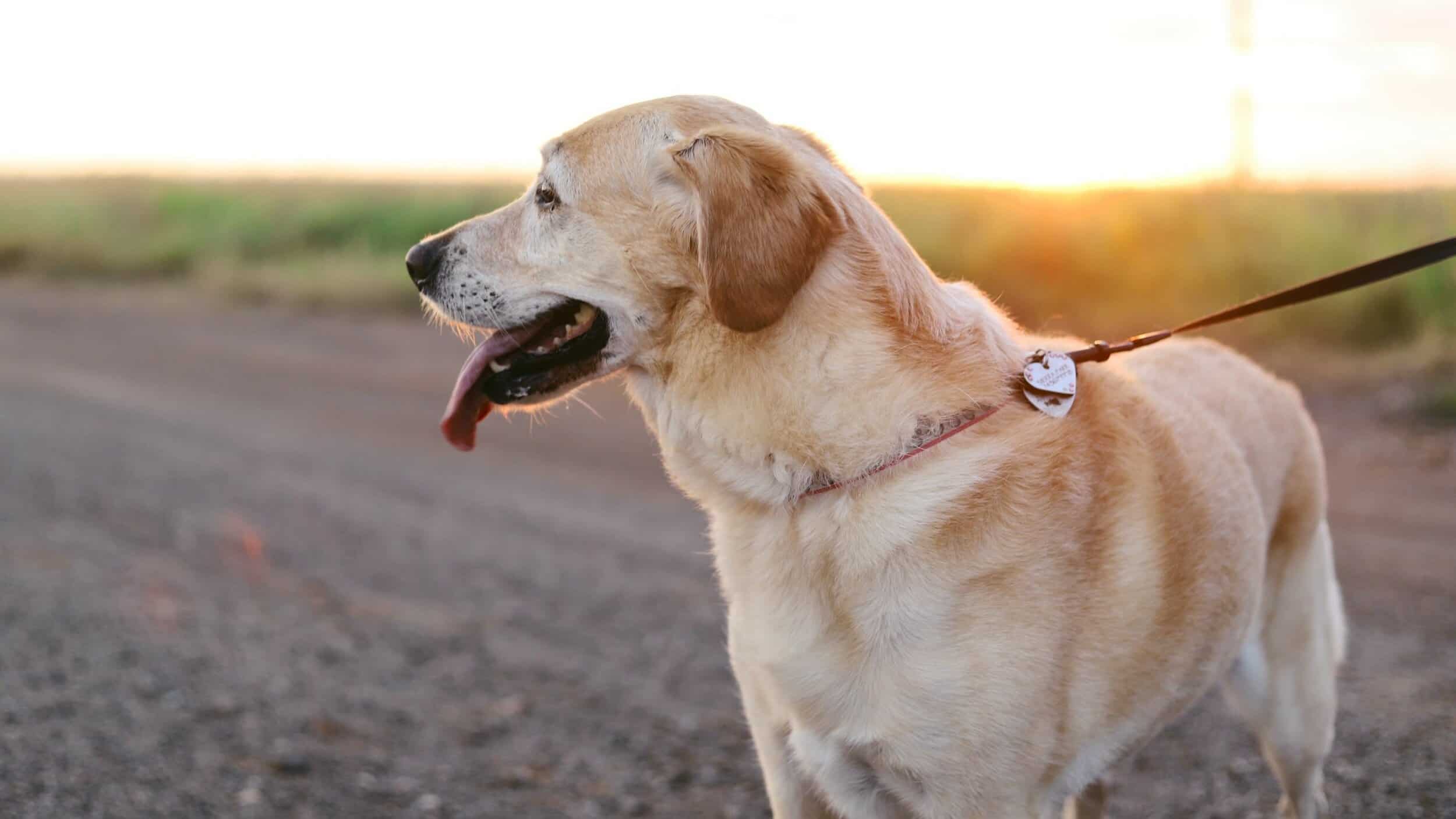 yellow lab looking into the distance on wide trail at sunset
