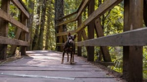 dog on wooden bridge in forest