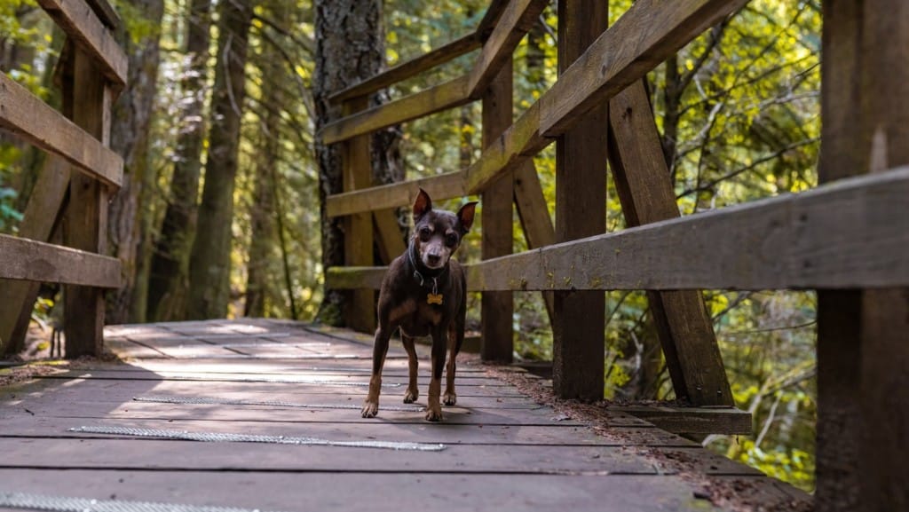dog on wooden bridge in forest