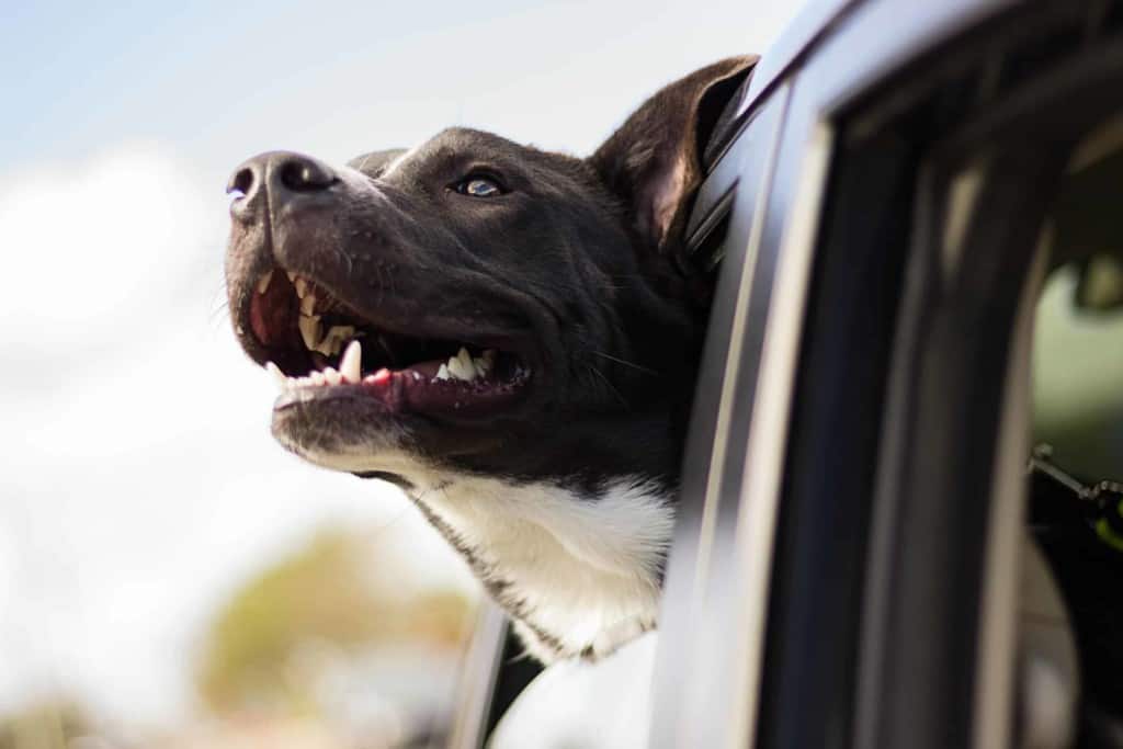 happy bully breed dog with head out window of car