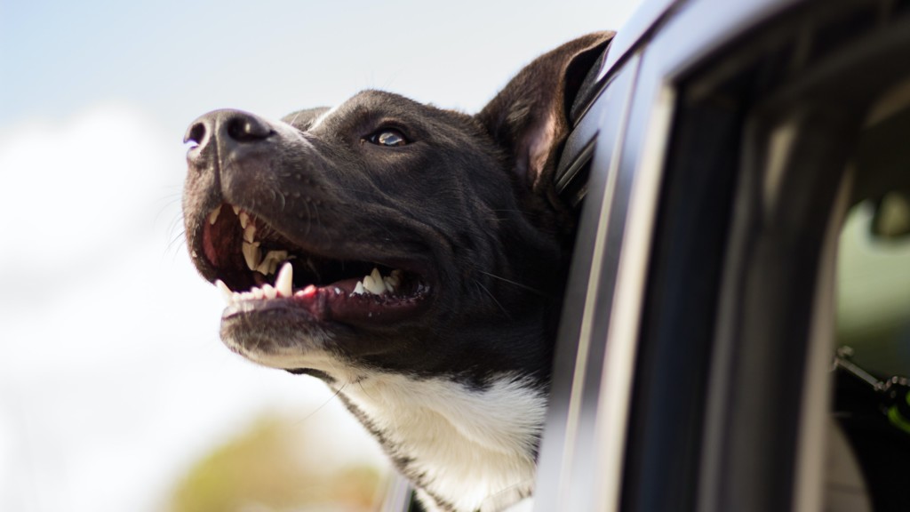 happy bully breed dog with head out window of car