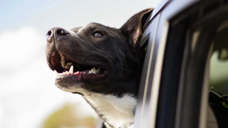 Image from Snouts out the window on DogTrekker