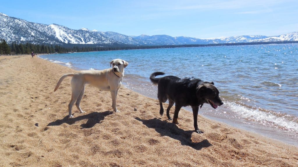 Two dog-friendly dogs standing on a sandy beach in North Lake Tahoe.