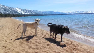 Paws overnight at North Lake Tahoe
