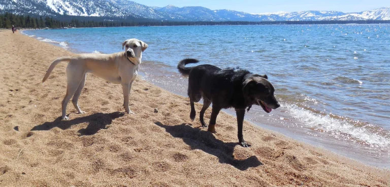 Image from Beach bliss at South Lake Tahoe on DogTrekker