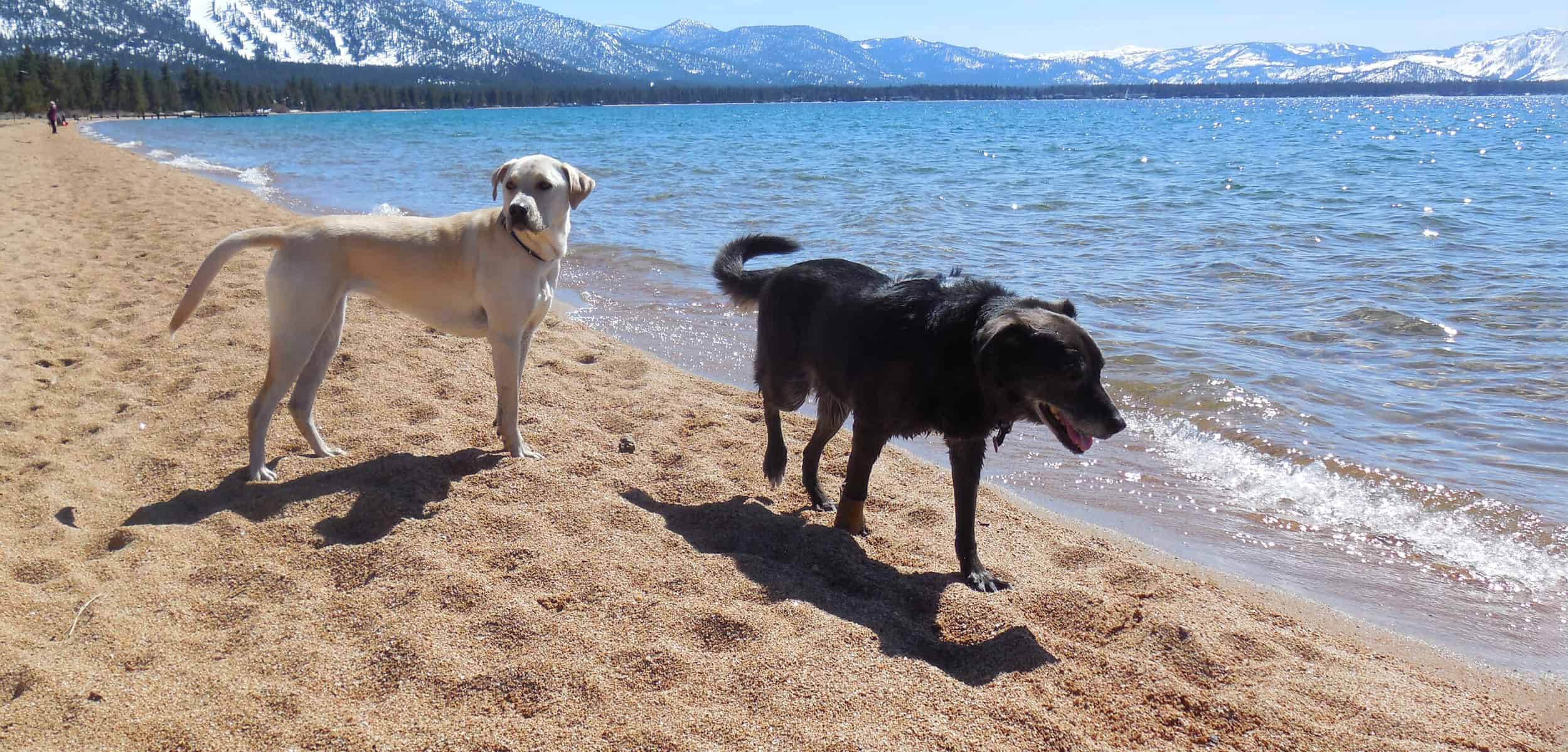A couple of dogs standing on a sandy beach at Lake Tahoe dog beach.