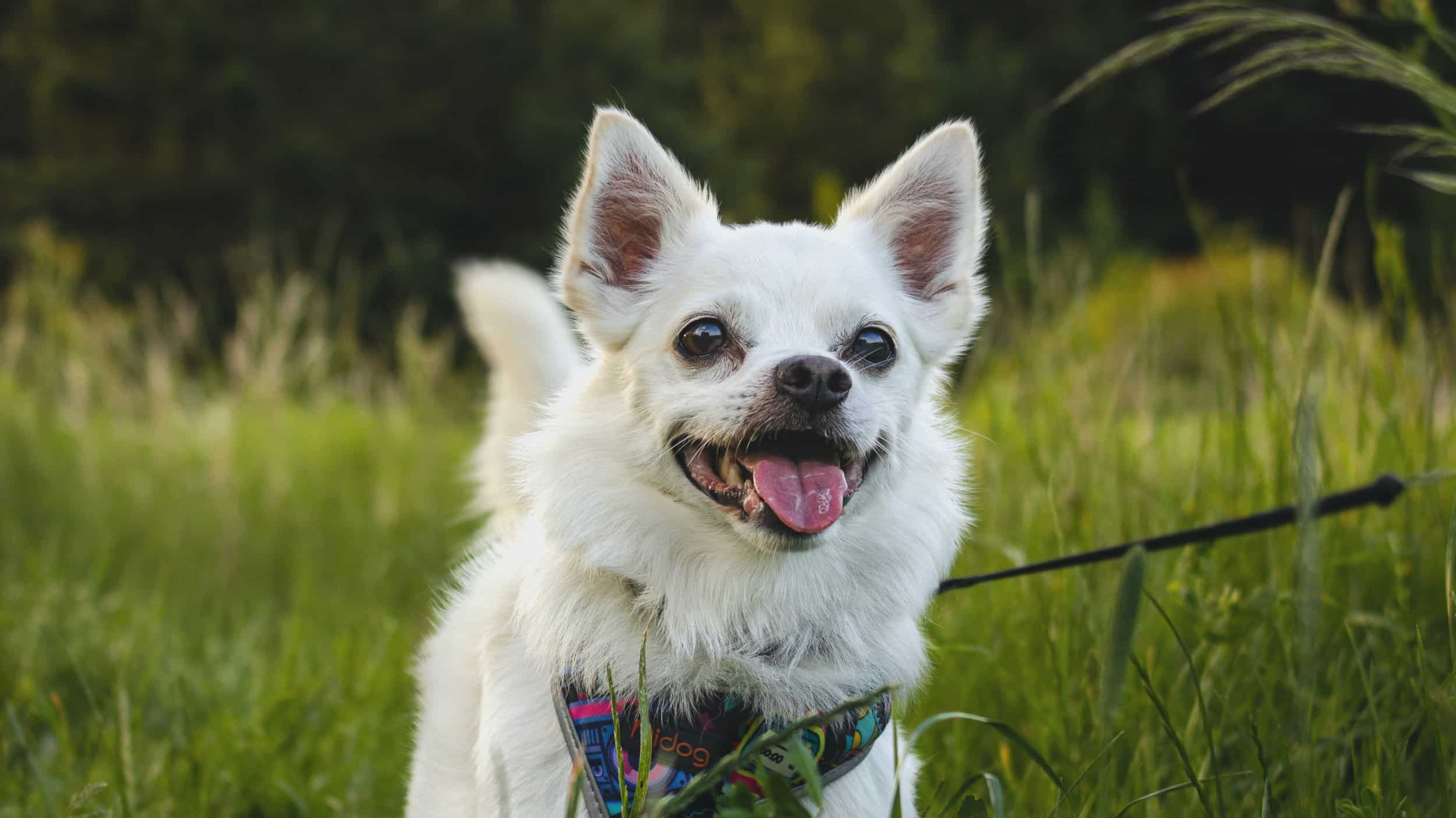 happy white long haired chihuahua on leash in on grassy trail