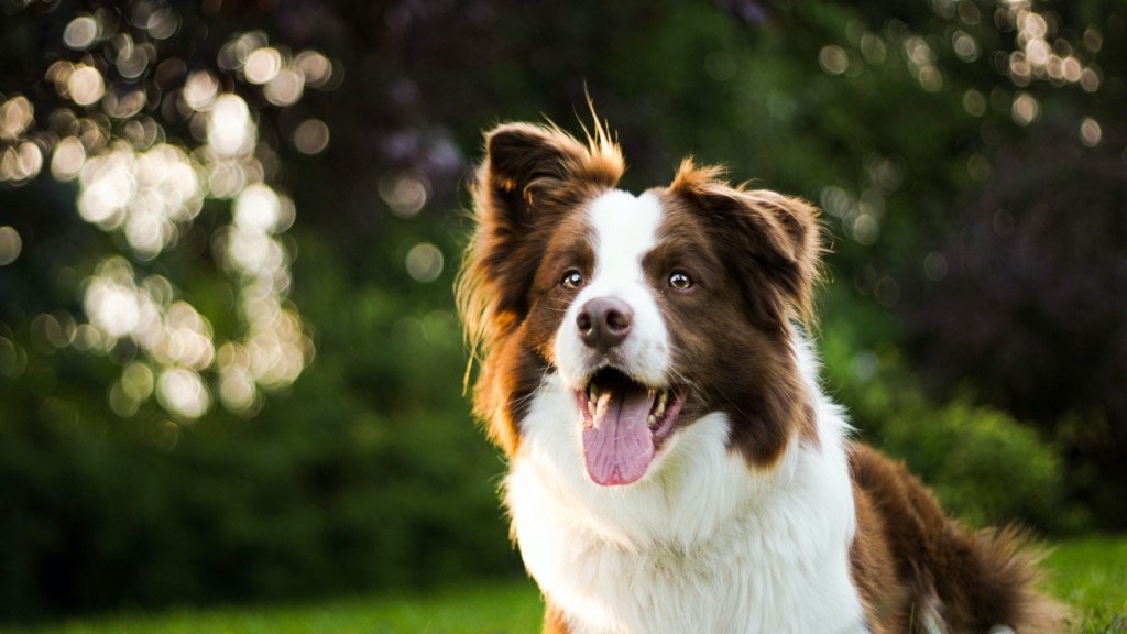 Brown and white border collie