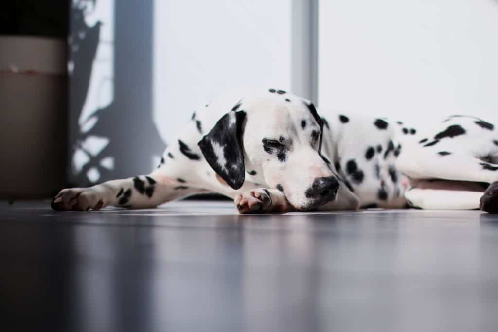dalmation dog sleeping on wood floor
