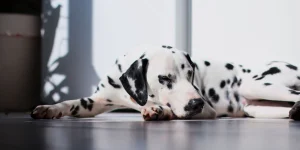 Four ways to a happier deaf dog