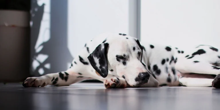 Image from Four ways to a happier deaf dog on DogTrekker