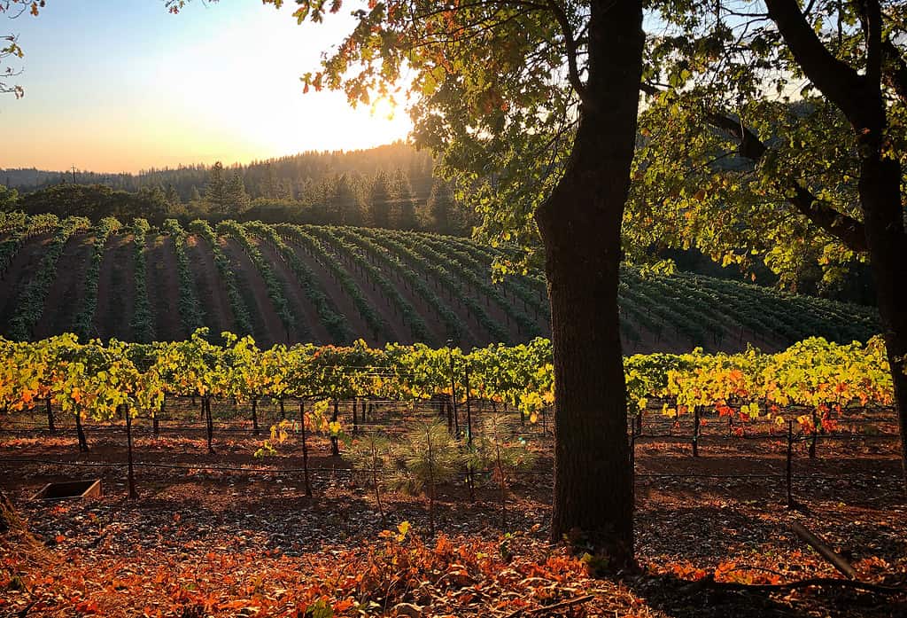 The sun shines through the trees in an apple hill vineyard.