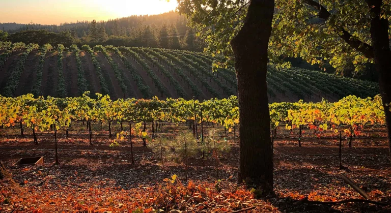 Image from Pie am i in gold country on DogTrekker