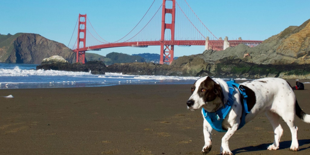 Olive the dog at Baker Beach