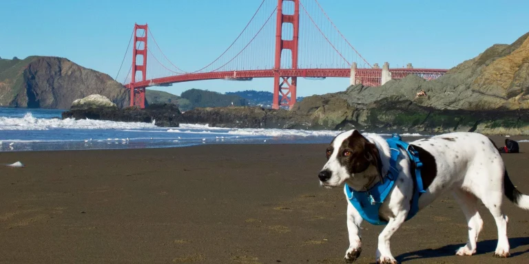 Olive at Baker Beach, San Francisco.