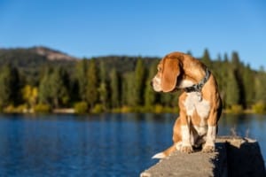 Beagle looks over Lake Tahoe
