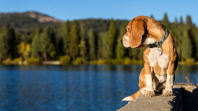 beagle looks over lake