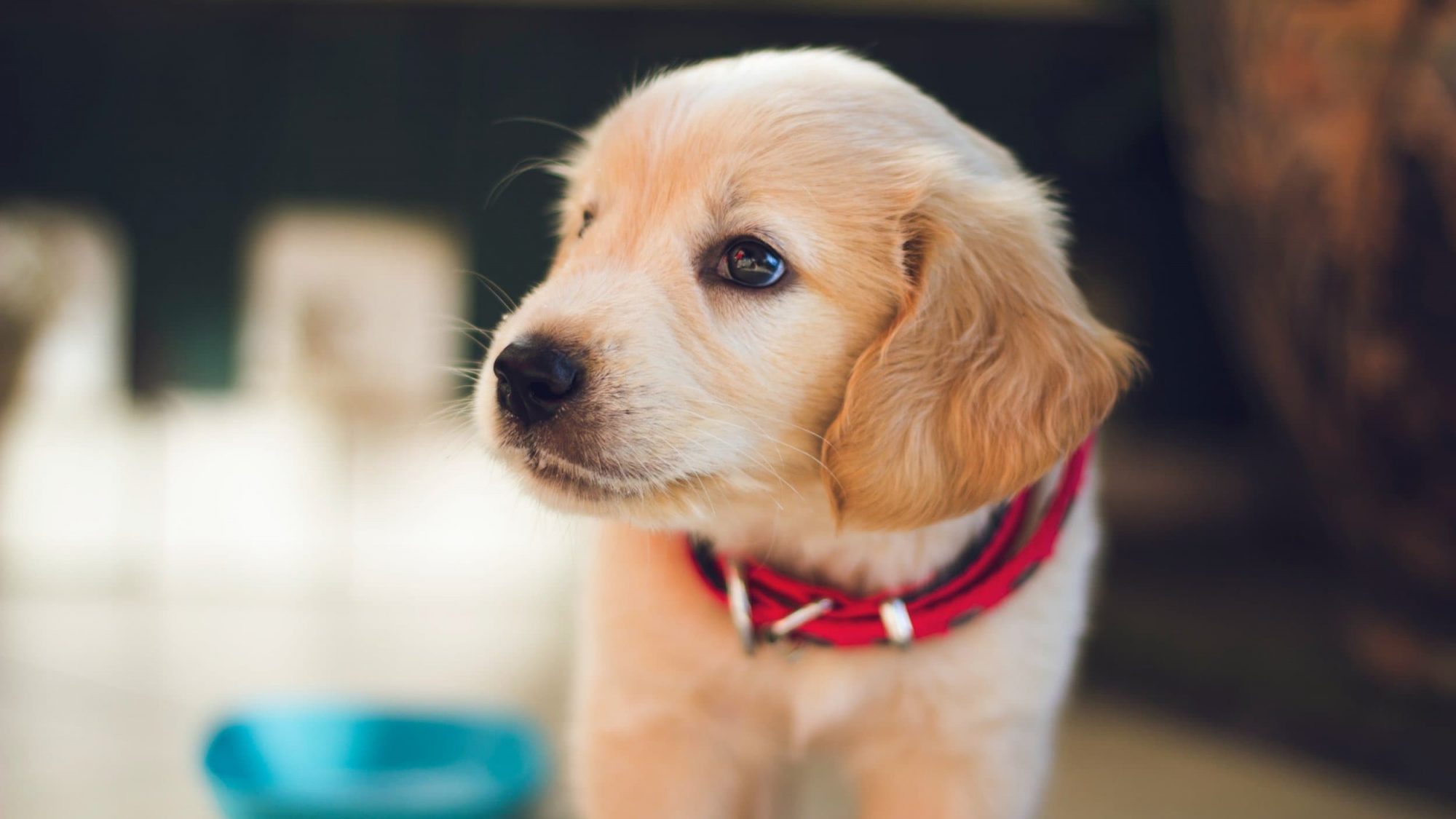 golden retriever puppy