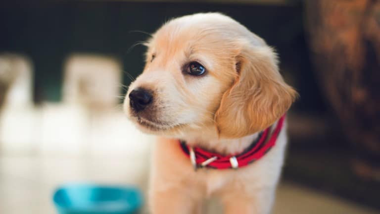 golden retriever puppy
