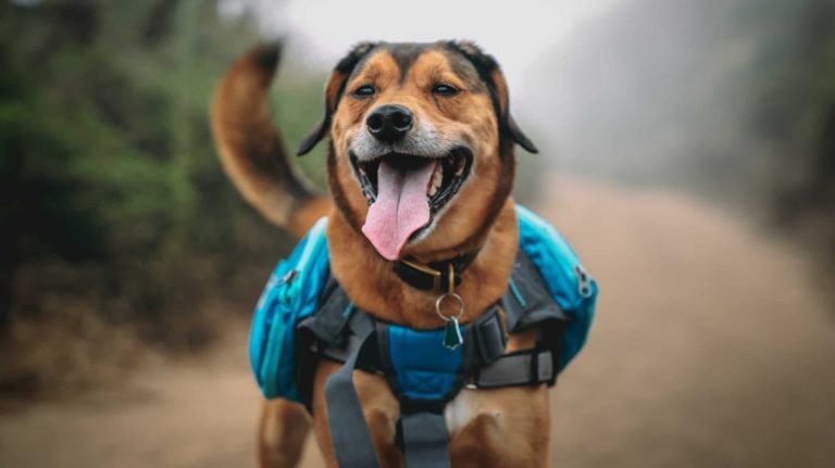 A joyful canine, donned in a vibrant blue harness, frolics along an enchanting misty trail. - Dogtrekker