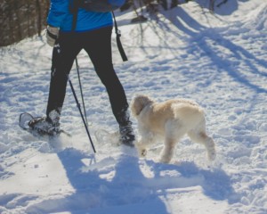 dog follows snowshoer