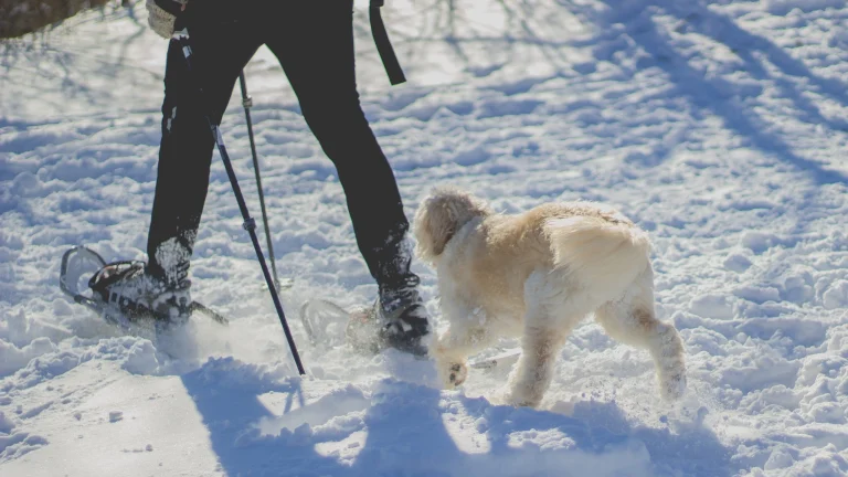 Image from Shoe you can do it on DogTrekker