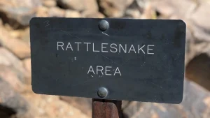 Aragon: the Great Dane who survived three rattlesnake bites