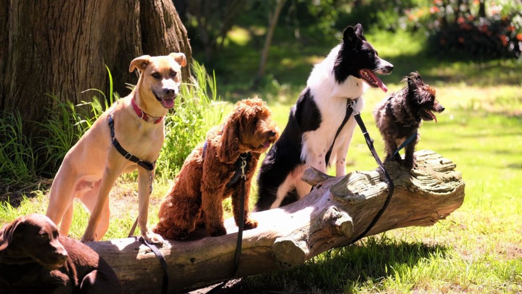 4 dogs sit on a log in a grassy San Francisco park