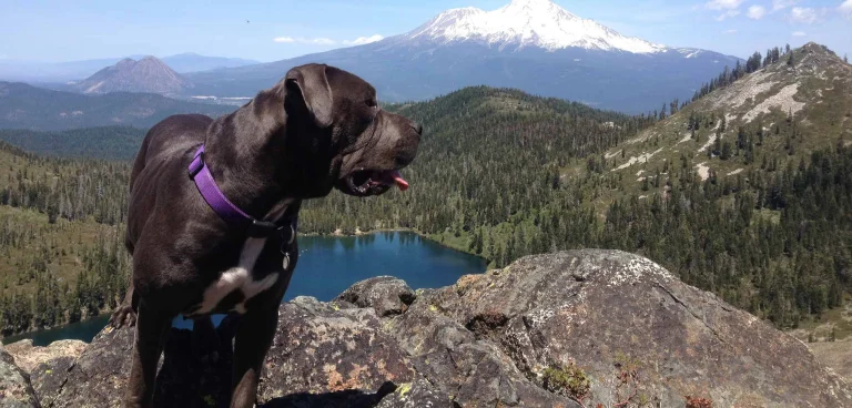 Image from Experience mount shasta on DogTrekker