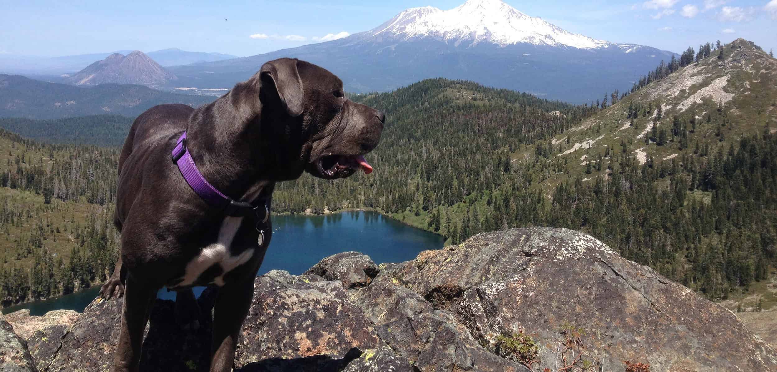 dog with Mount Shasta view