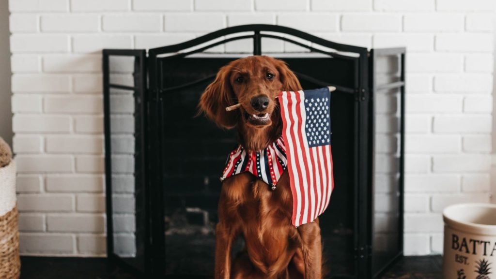 Irish setter holds small American flag in mouth
