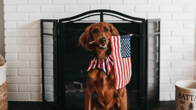 Image from Fourth of July dog safety tips on DogTrekker