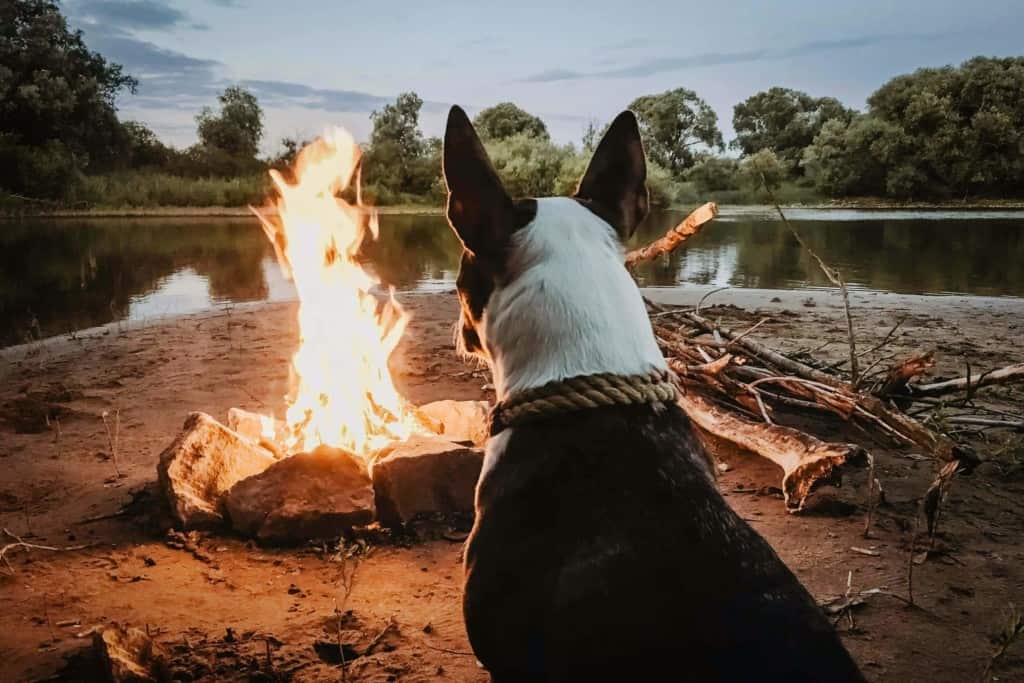 dog sits in front of campfire with view of river