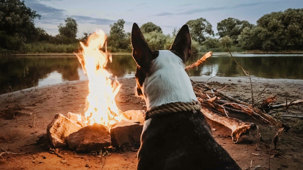 dog sits in front of campfire with view of river