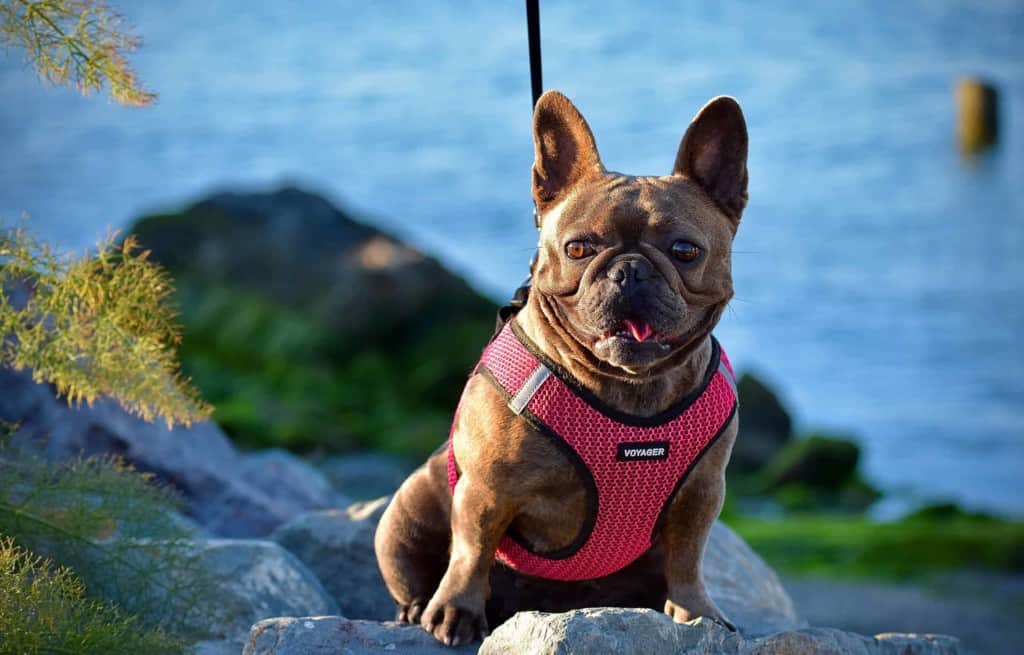 French bulldog on waterfront