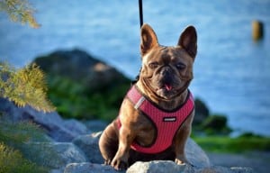 French bulldog on waterfront