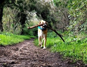 Dog carrying large branch in mouth on trail