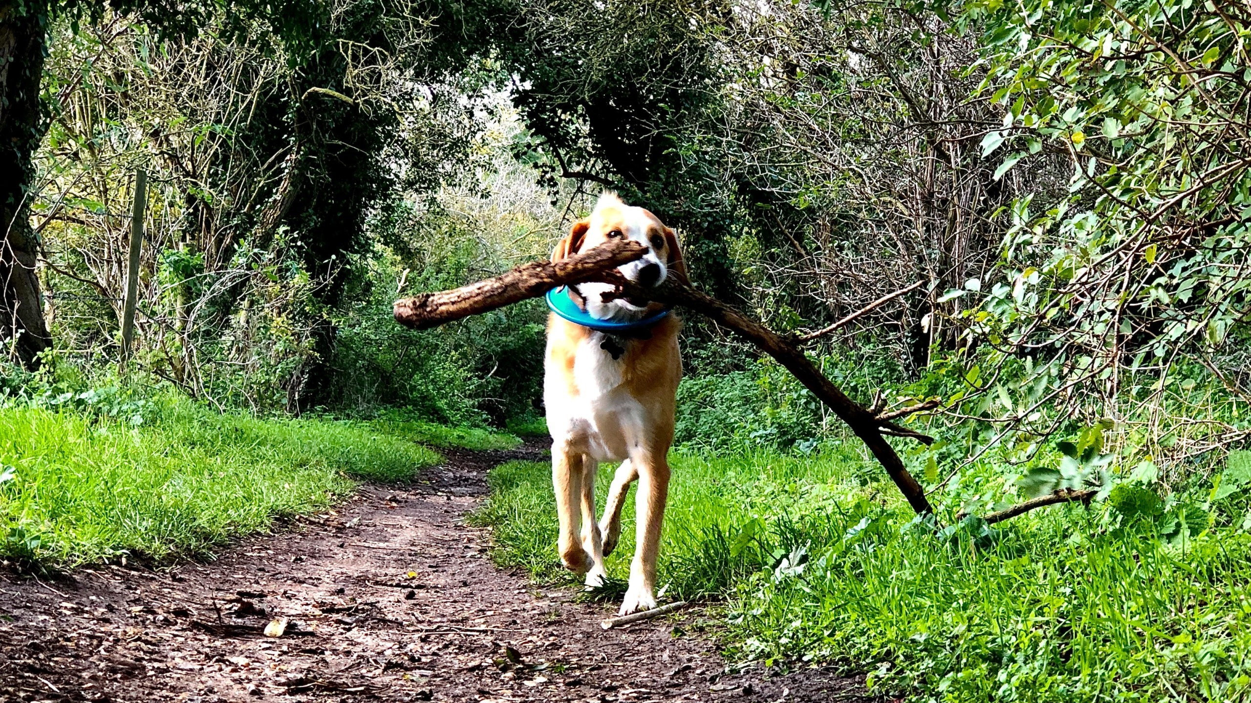Dog carrying large branch in mouth on trail
