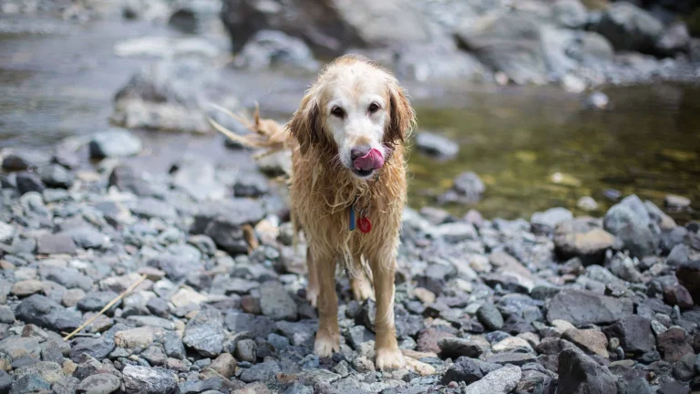 Image from A Tahoe classic that rewards with a splash on DogTrekker