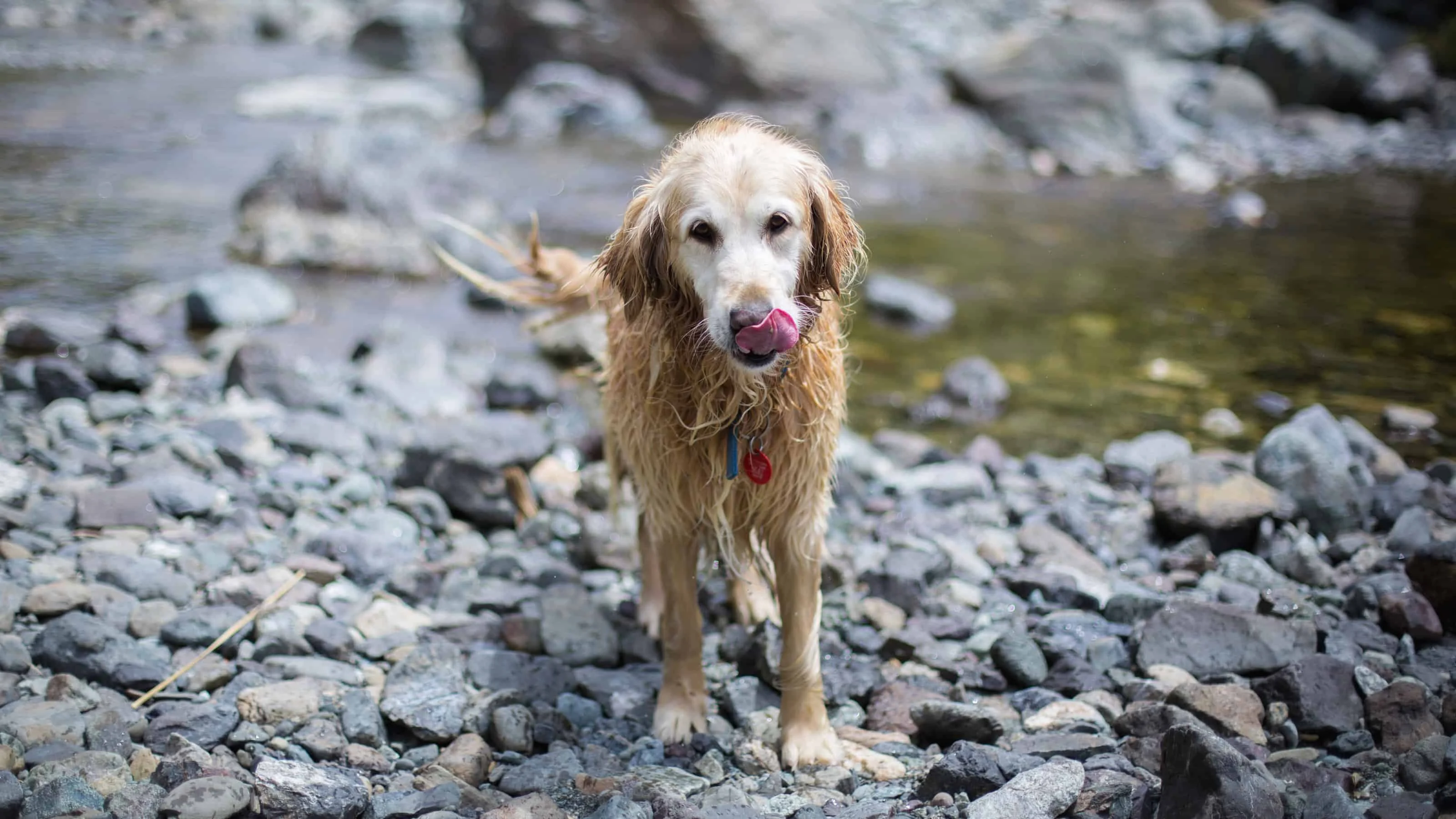 Image from A Tahoe classic that rewards with a splash on DogTrekker