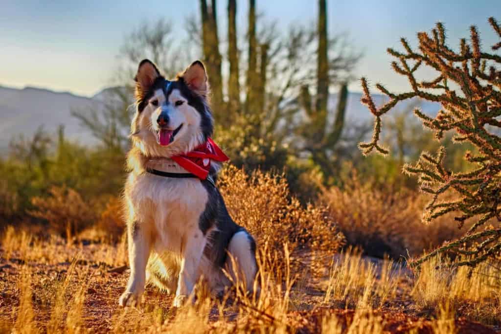 husky dog sits in desert with cacti in background