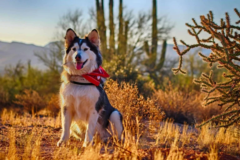 Image from Desert hiking safety tips on DogTrekker