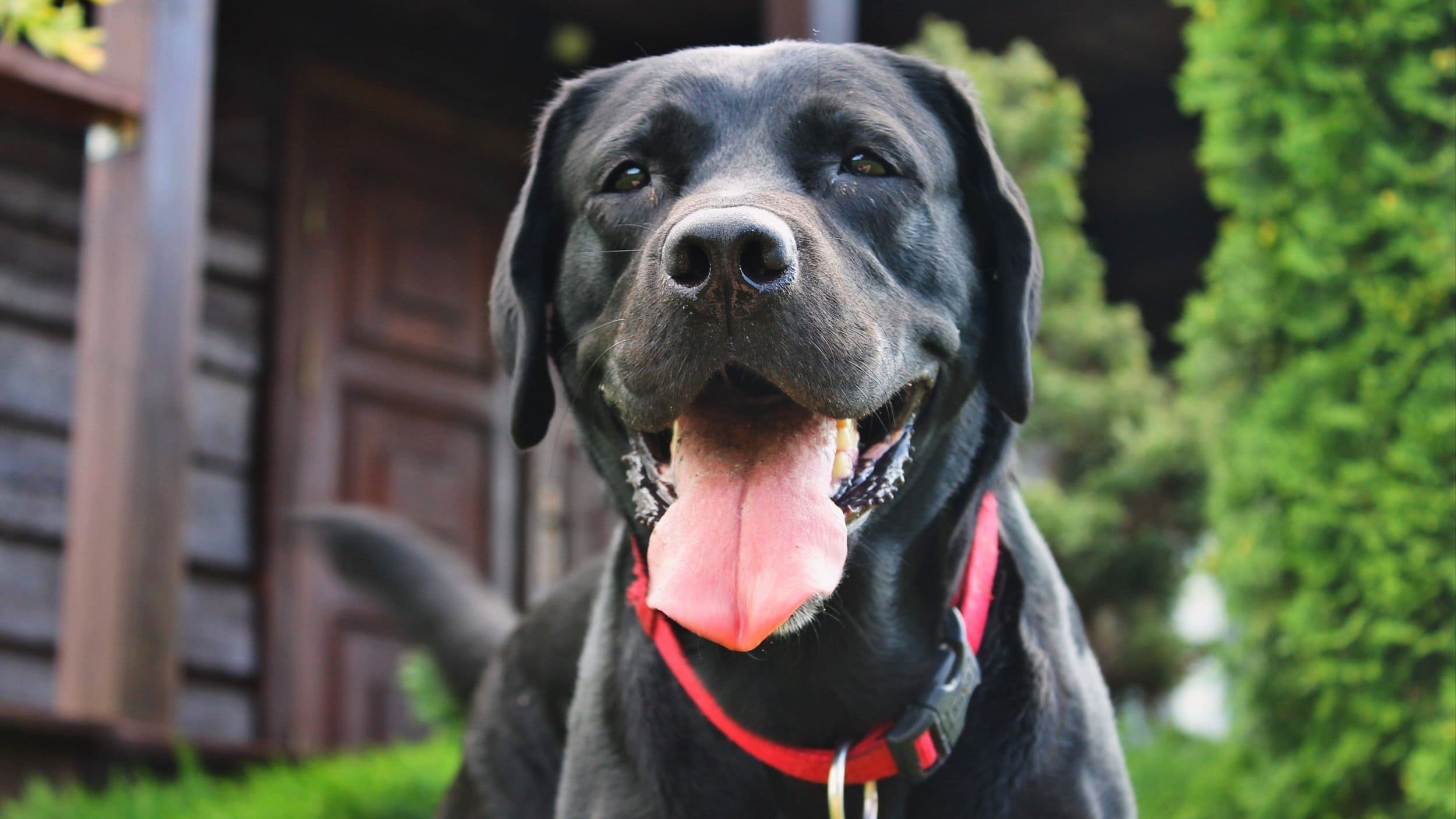 Black lab with tongue out wearing red collar