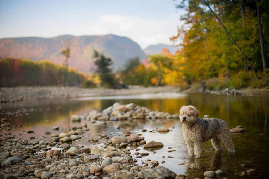 dog stands in shallow water of river bank