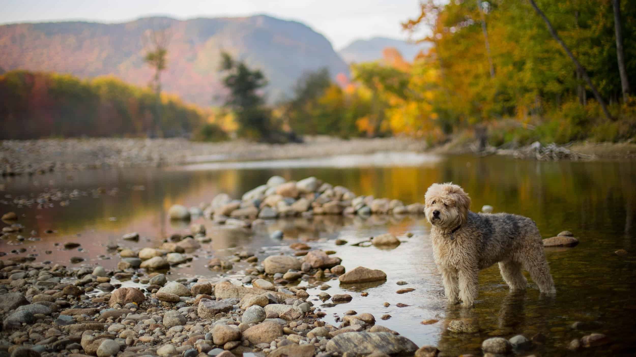 dog stands in shallow water of river bank