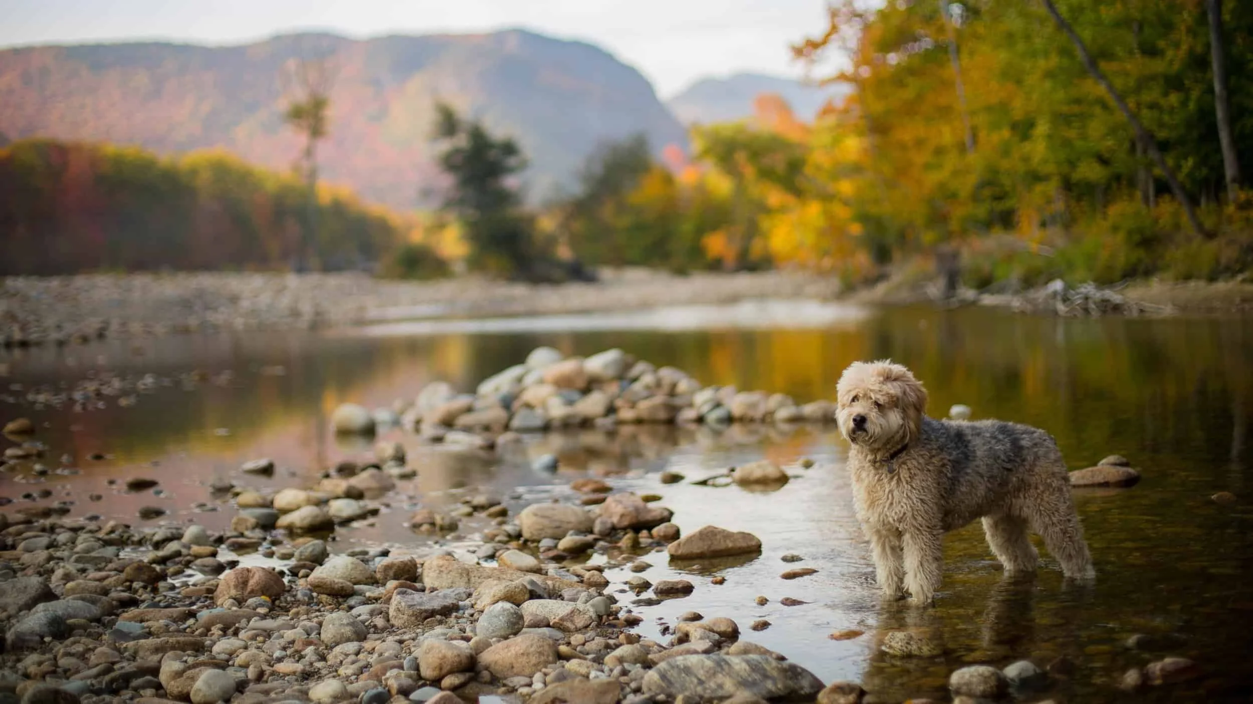 Image from See more on Highway 4 on DogTrekker