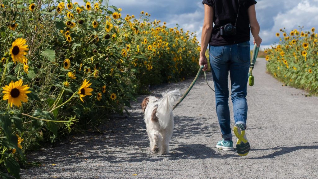 Woman taking white dog for a walk